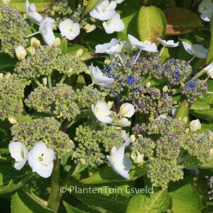 Hydrangea macrophylla 'Kay Leslie'