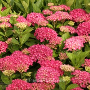 Hydrangea macrophylla 'Liebegg'