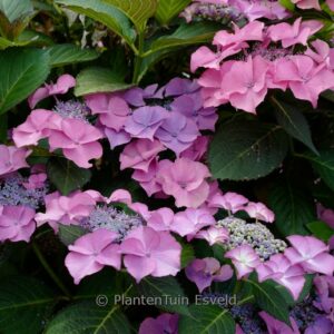 Hydrangea macrophylla 'Sweet Lollipop'