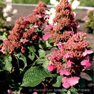 Hydrangea paniculata 'Living Infinity'