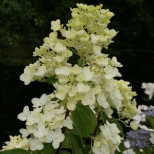 Hydrangea paniculata 'Rosy Morn'