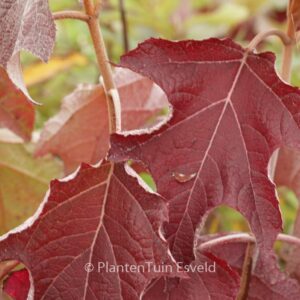 Hydrangea quercifolia 'Amethyst'