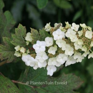 Hydrangea quercifolia 'Applause'