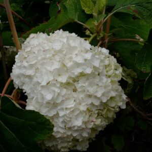 Hydrangea quercifolia 'Brother Edward' (GATSBY MOON)