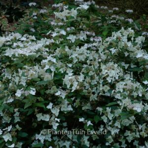 Hydrangea scandens x serrata 'Mine-no-yuki'