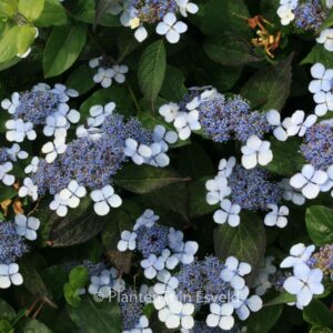 Hydrangea serrata 'Ai-gaku'