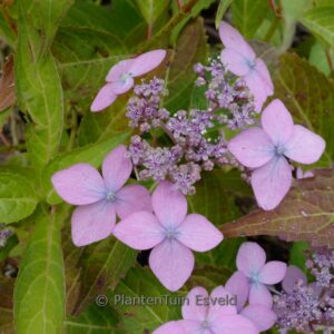 Hydrangea serrata 'Crug So Cool'