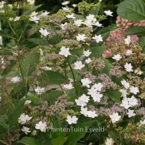 Hydrangea serrata 'Fuji Waterfall'