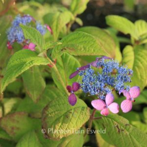 Hydrangea serrata 'Murasaki-kobai'