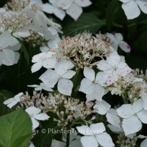 Hydrangea serrata 'Professor Iida'