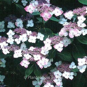 Hydrangea serrata 'Rosalba'