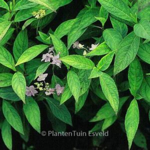 Hydrangea serrata 'Shichidanka-nishiki'