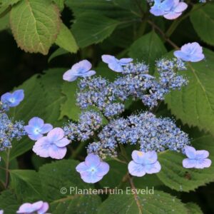 Hydrangea serrata 'Veerle'