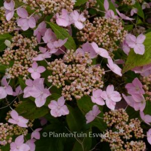 Hydrangea serrata 'Wilsonii'