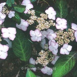 Hydrangea serrata pulchra