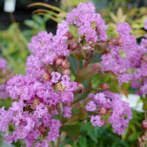 Lagerstroemia indica 'Milavio' (WITH LOVE ETERNAL)