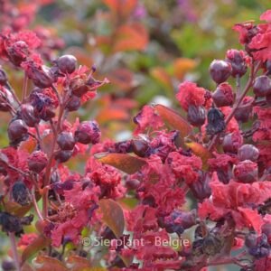 Lagerstroemia indica 'Petite Red'