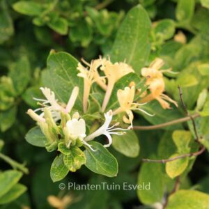 Lonicera japonica 'Aureoreticulata'