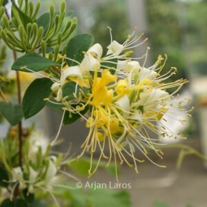 Lonicera japonica 'Genbel' (SWEET ISABELL)