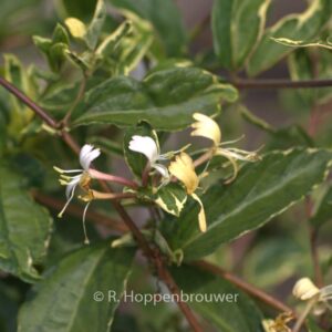 Lonicera japonica 'Princess Kate'