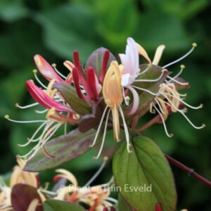 Lonicera japonica 'Purple Queen'