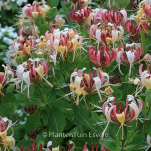 Lonicera periclymenum 'Honeybush'