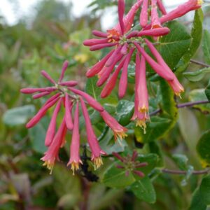 Lonicera sempervirens 'Leo'