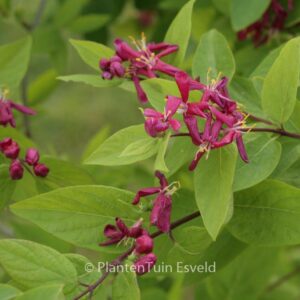 Lonicera tatarica 'Hack's Red'