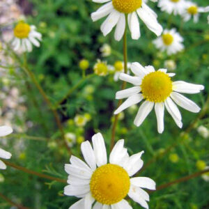 Matricaria recutita