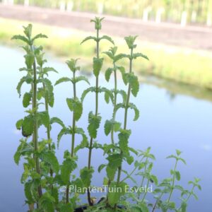 Mentha arvensis 'Strawberry'