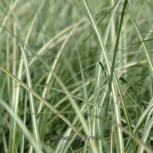 Miscanthus sinensis 'Grosse Font&auml;ne'