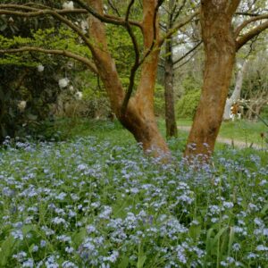 Myosotis sylvatica