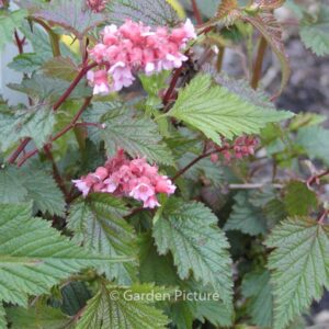 Neillia affinis