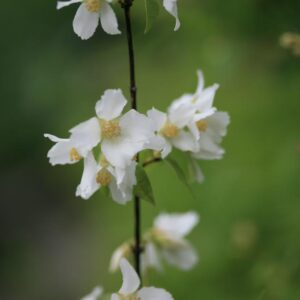 Philadelphus 'Erectus'