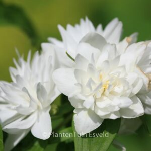 Philadelphus 'Minnesota Snowflake'