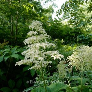Rodgersia 'Irish Bronze'