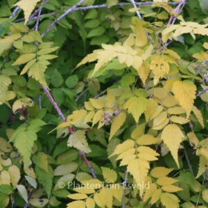 Rubus cockburnianus 'Wyego' (GOLDEN VALE)