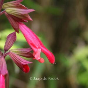 Salvia 'Ember's Wish'