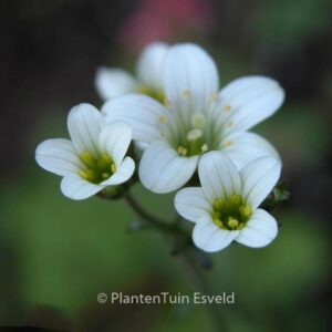Saxifraga granulata