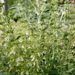 Teucrium flavum