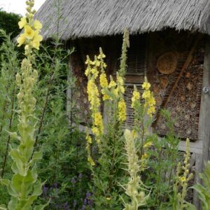 Verbascum thapsus