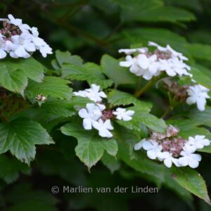 Viburnum koreanum