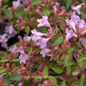 Abelia 'Abenov41' (PINK PONG)