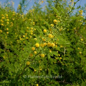 Acacia dealbata