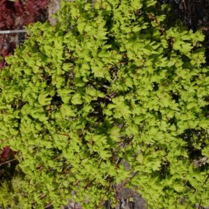 Acer circinatum 'Little Gem'