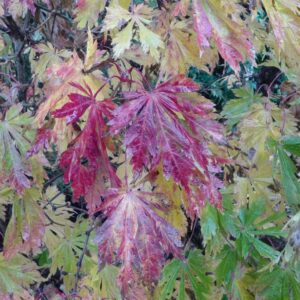 Acer japonicum 'Oudenbosch'
