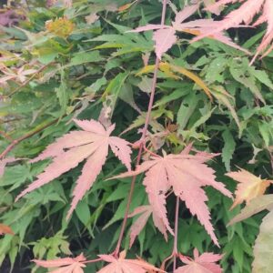 Acer palmatum 'Aksel'