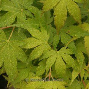 Acer palmatum 'Ara-kawa-hime'