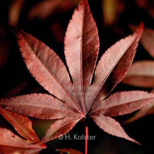 Acer palmatum 'Baumel'