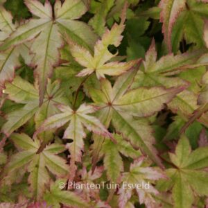Acer palmatum 'Beni-chidori'
